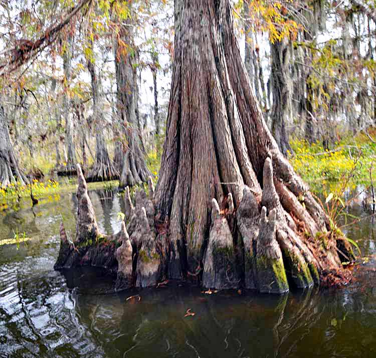 cypress knees